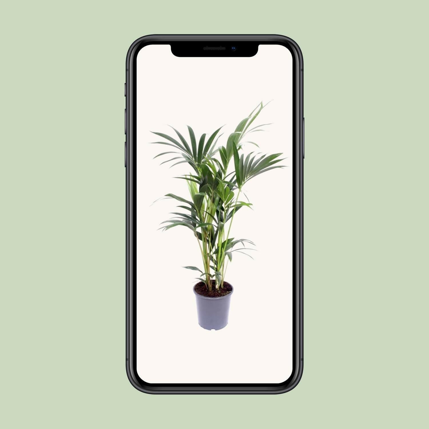 Kentia Palm - Howea Forsteriana - Ø21cm - 120cm Hoogte | Sierplantenshop 