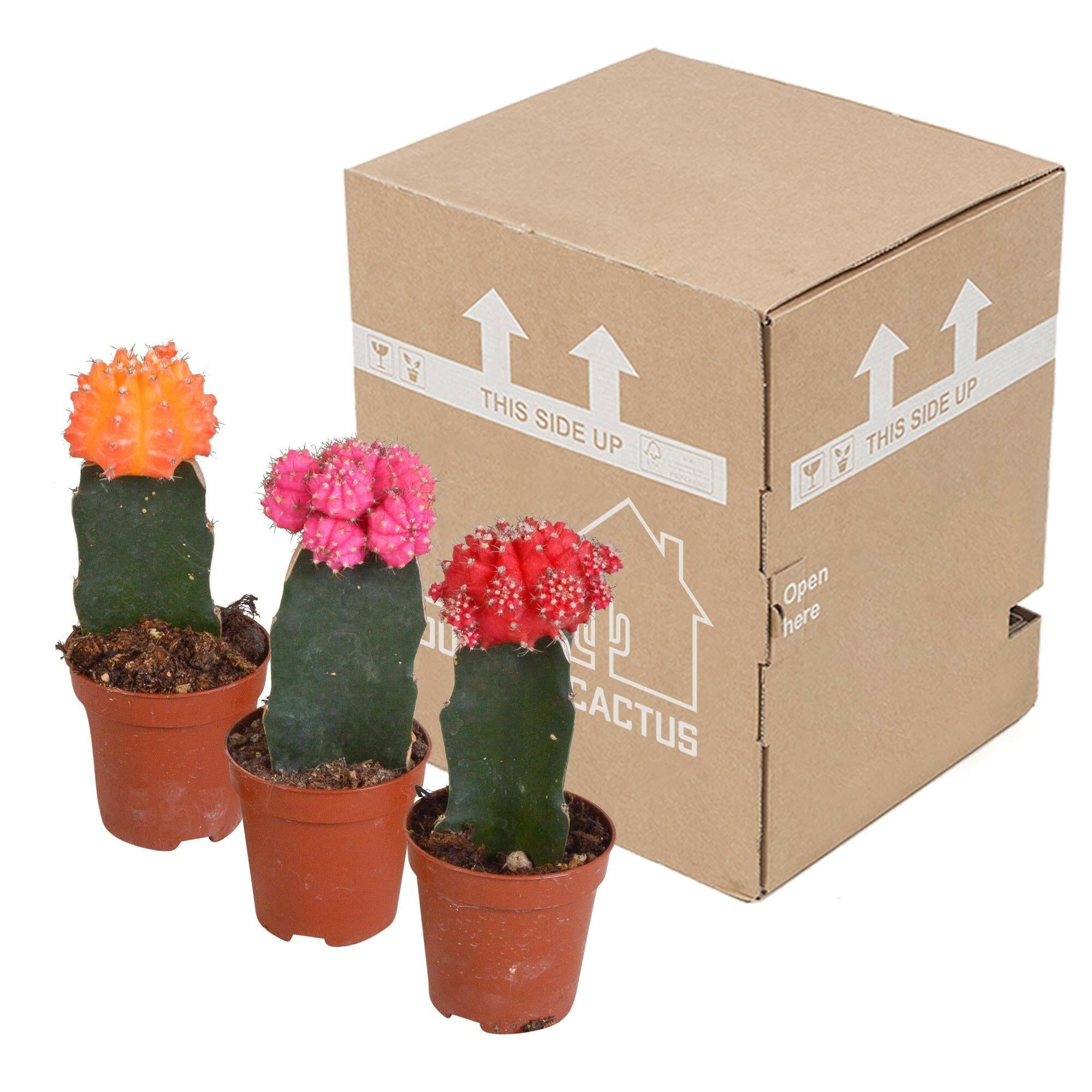 Euphorbia meloformis variegata set - 3x 5,5cm met Gymnocalycium mix Sierplantenshop .