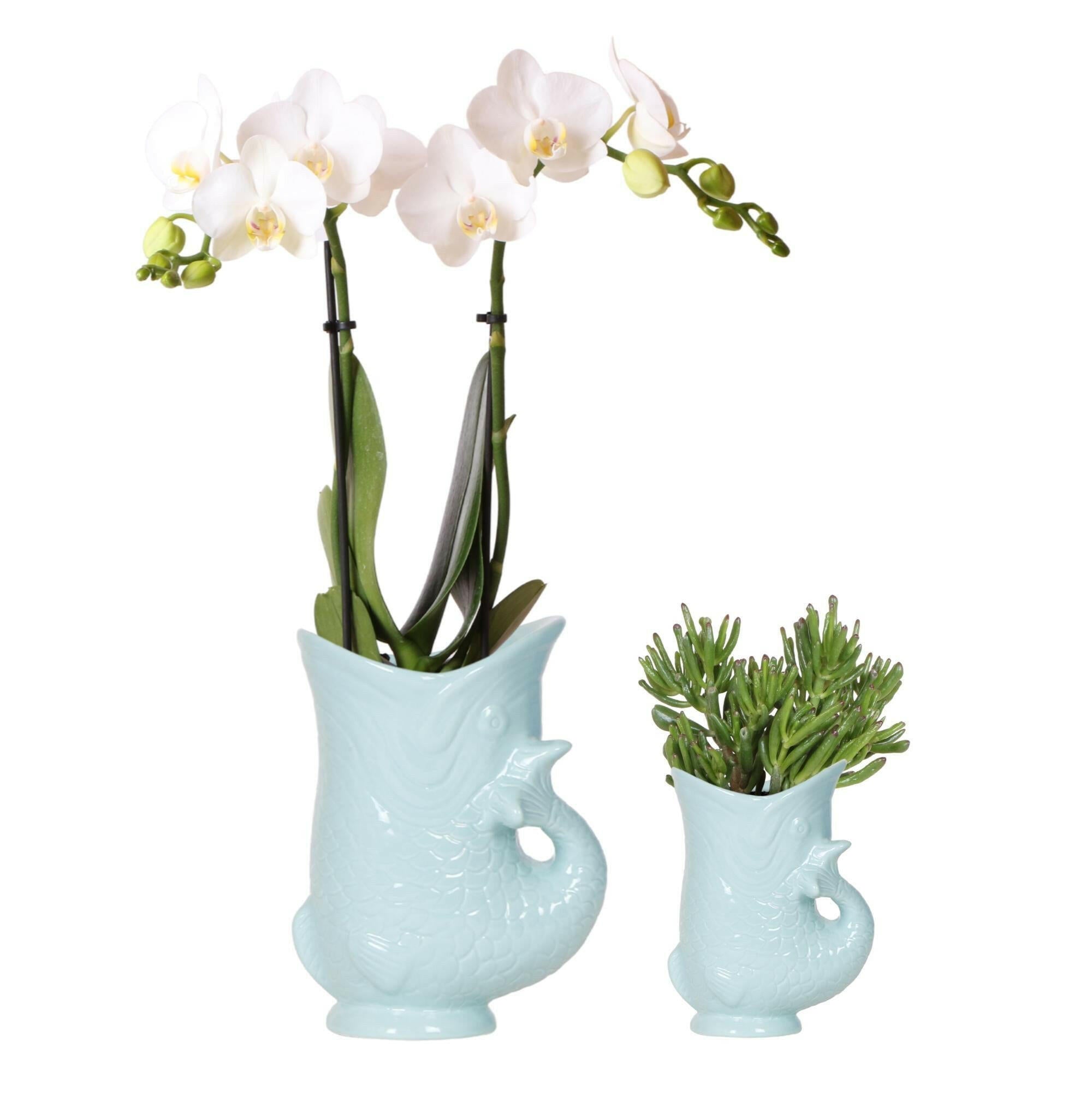 Orchideeën & Succulente Set | Turquoise Keramieken Potten met Witte Phalaenopsis en Groene Crassula Hobbit Ø9cm -↕35cm | Sierplantenshop 