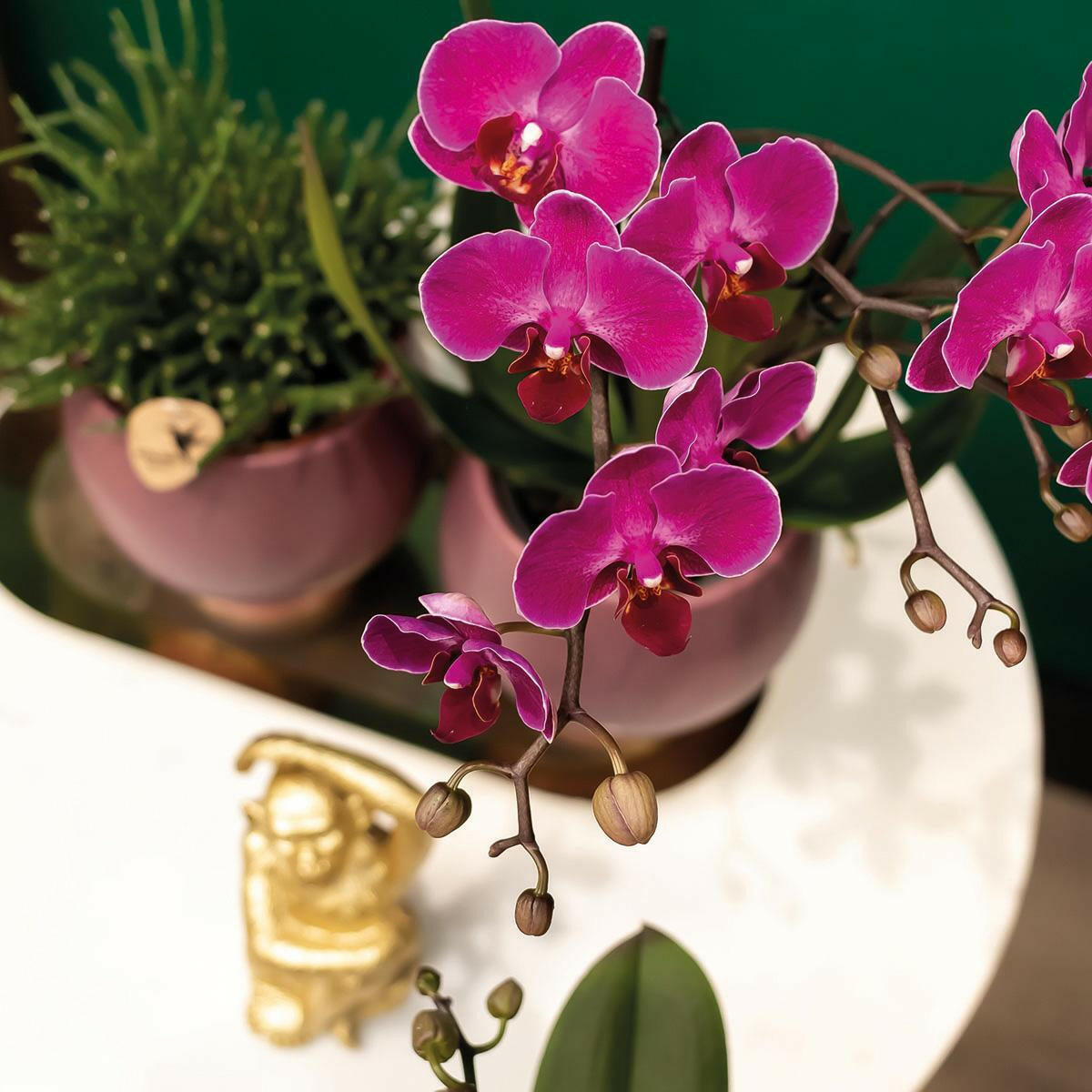 Paarse Phalaenopsis Orchideeën Set van 2 | COMBI DEAL - Morelia -Ø9cm -↕35cm  Bloeiende Kamerplant Rechtstreeks van de Kweker | Sierplantenshop 