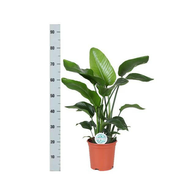 Strelitzia Nicolai - Tropische Plezier in Boule OLIJF Pot - Ø21cm - ↕80cm | Sierplantenshop 