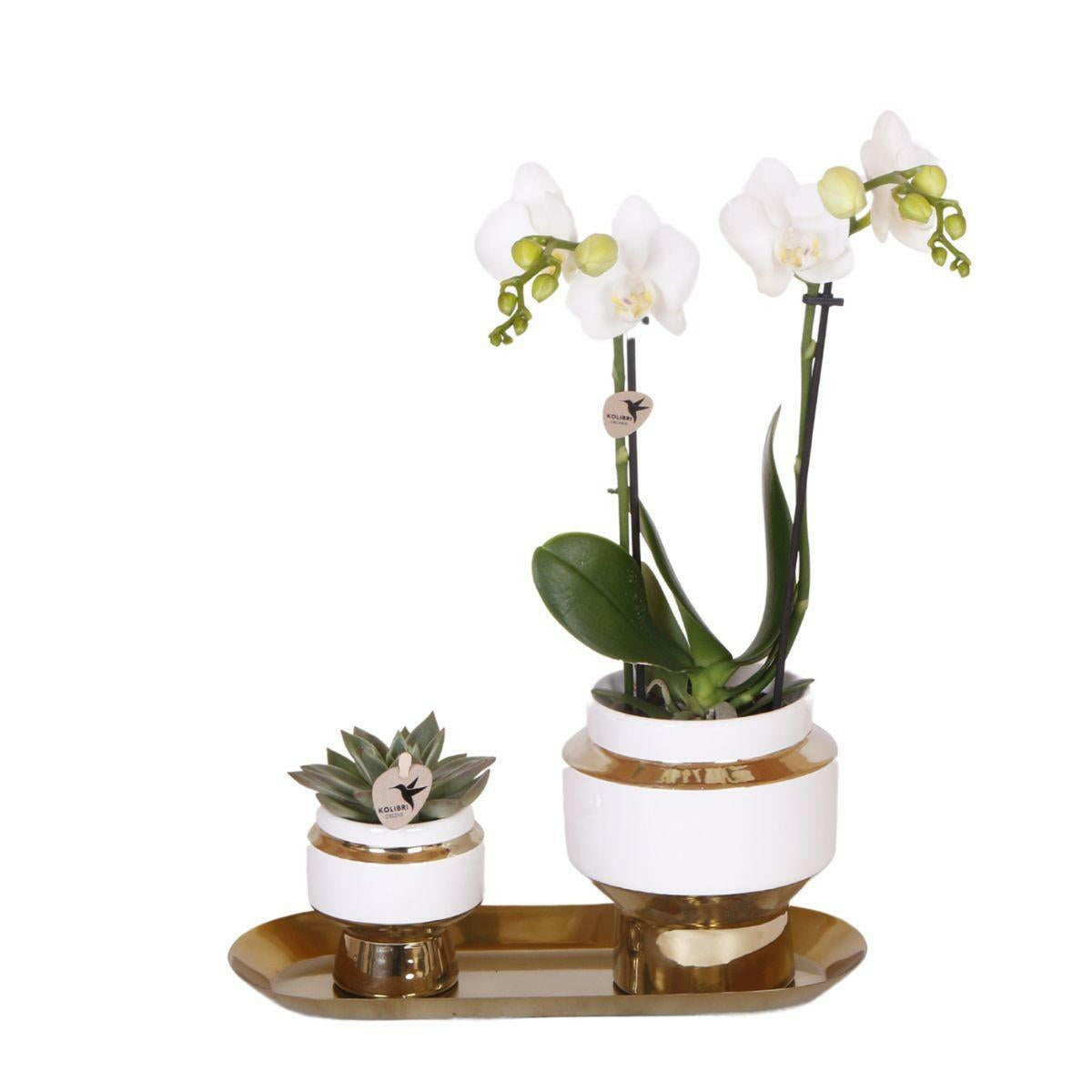 Set van Elegante Witte Orchidee en Succulent op Gouden Dienblad van Kolibri Company | Sierplantenshop 