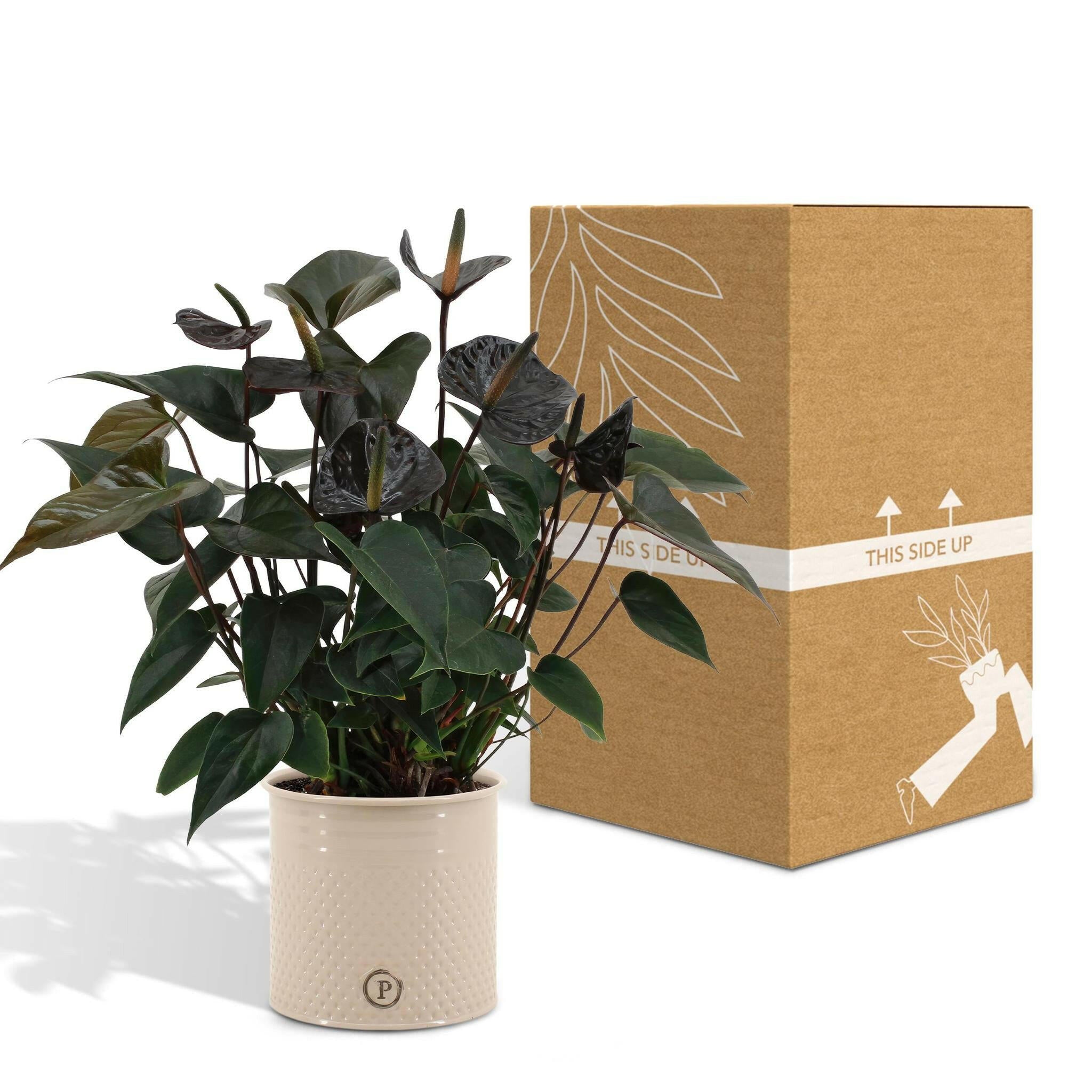 Anthurium andreanum Zwarte Liefde met PURE Zink - 45cm - Ø12 Sierplantenshop .