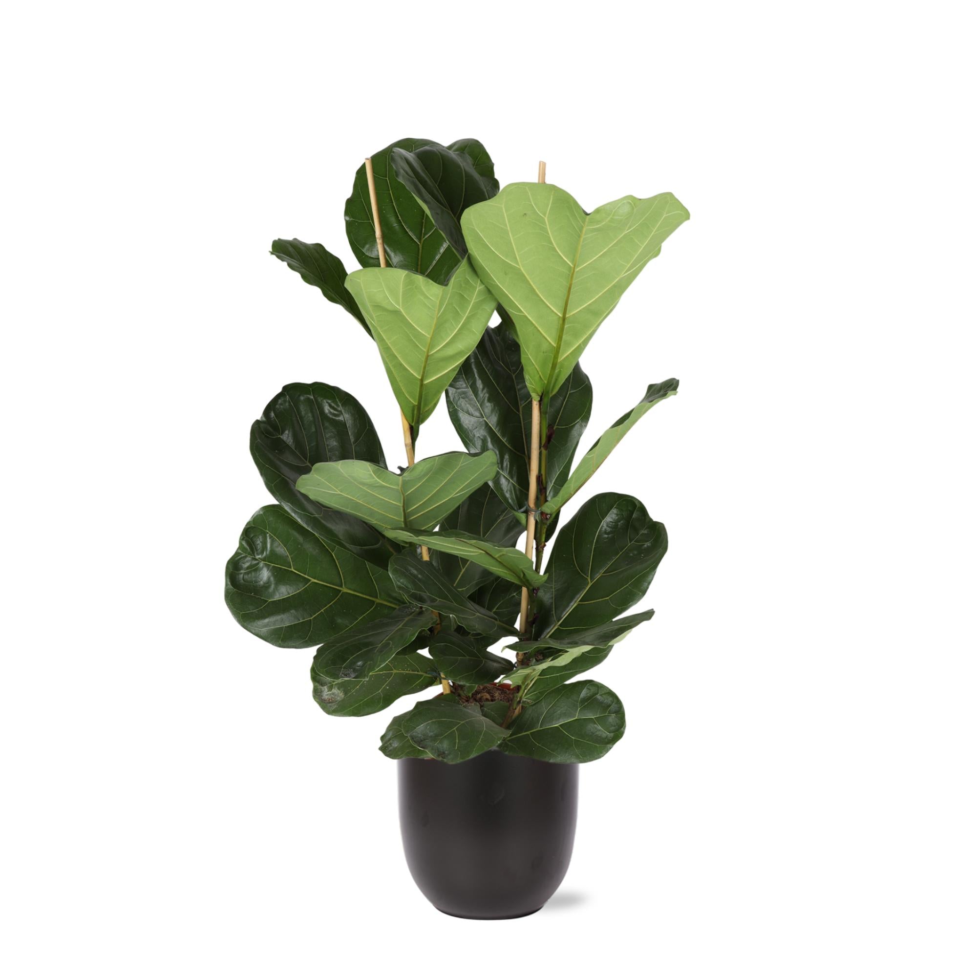 Ficus Lyrata - Ø24cm - ↕120cm in Boule ANTRACIET pot | Sierplantenshop 