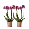 Sierplantenshop - Roze paarse phalaenopsis orchidee - El Salvador - potmaat Ø9cm  COMBI DEAL van 2 roze paarse phalaenopsis orchideeën - El Salvador -