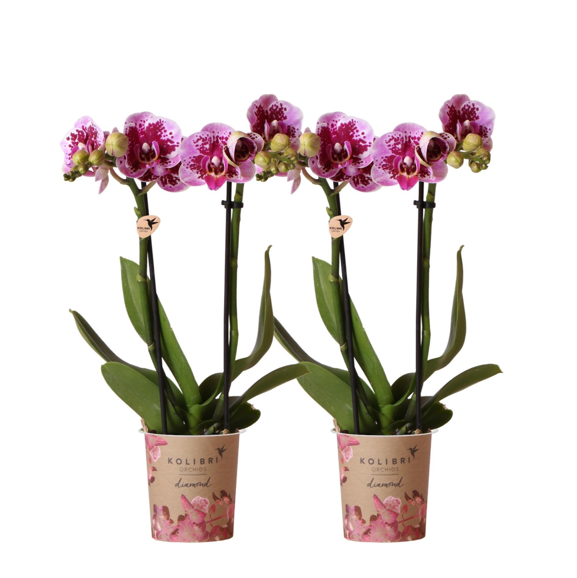 Roze paarse phalaenopsis orchidee - El Salvador - potmaat Ø9cm  COMBI DEAL van 2 roze paarse phalaenopsis orchideeën - El Salvador -