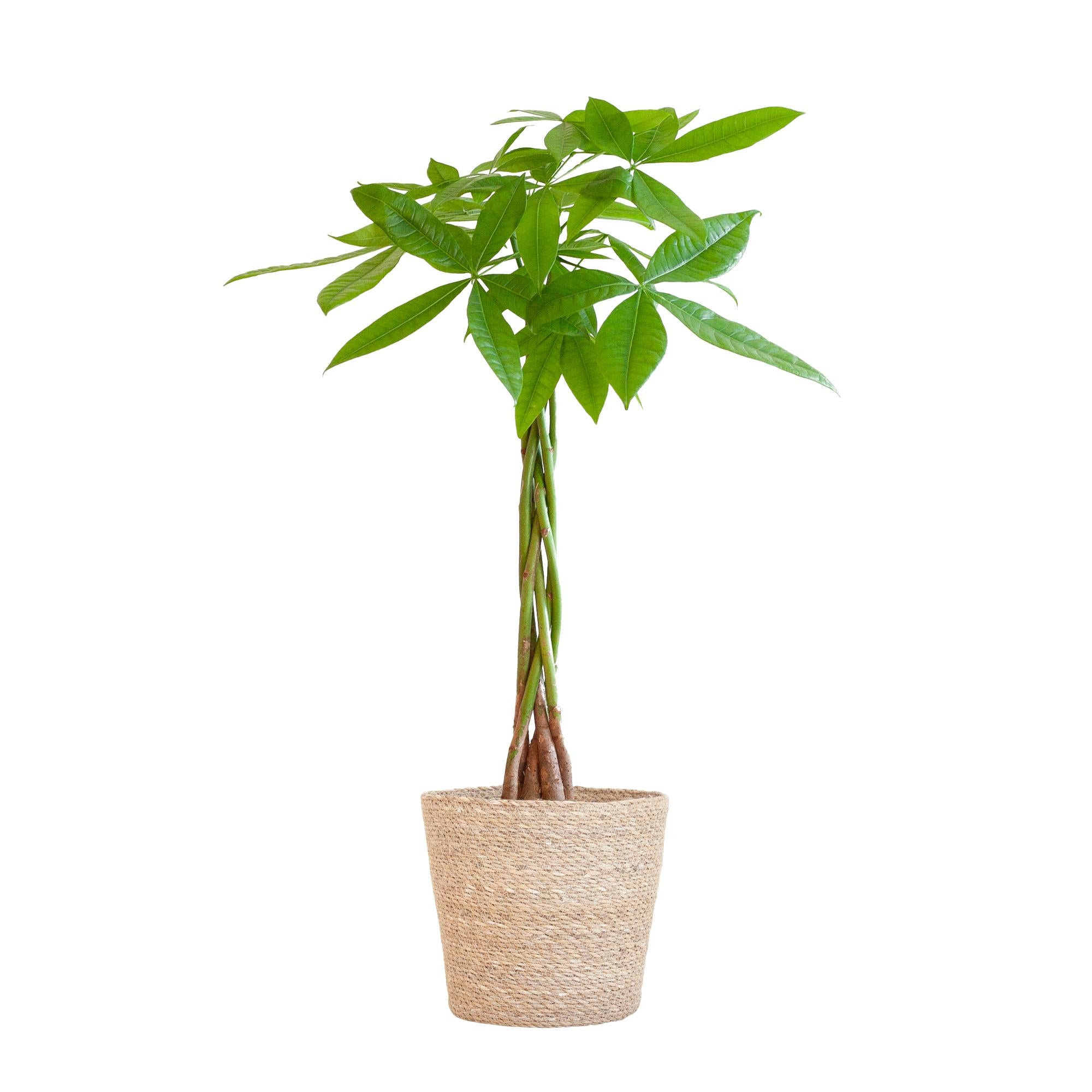 Pachira Aquatica met Sofia mand naturel - 80cm - Ø21 | Sierplantenshop 