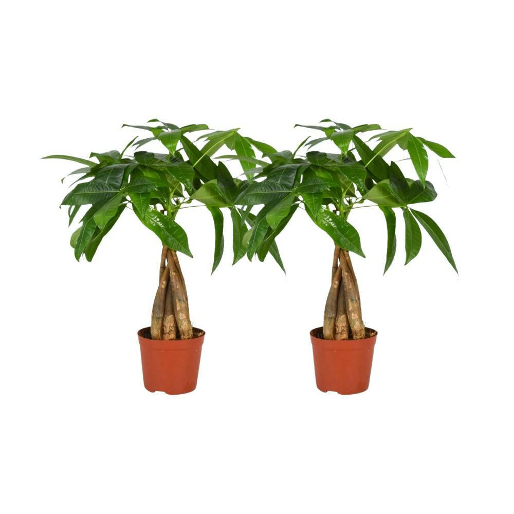 Pachira Aquatica Set van 2 - Ø12cm - ↕35cm Gevlochten Stam Planten | Sierplantenshop 