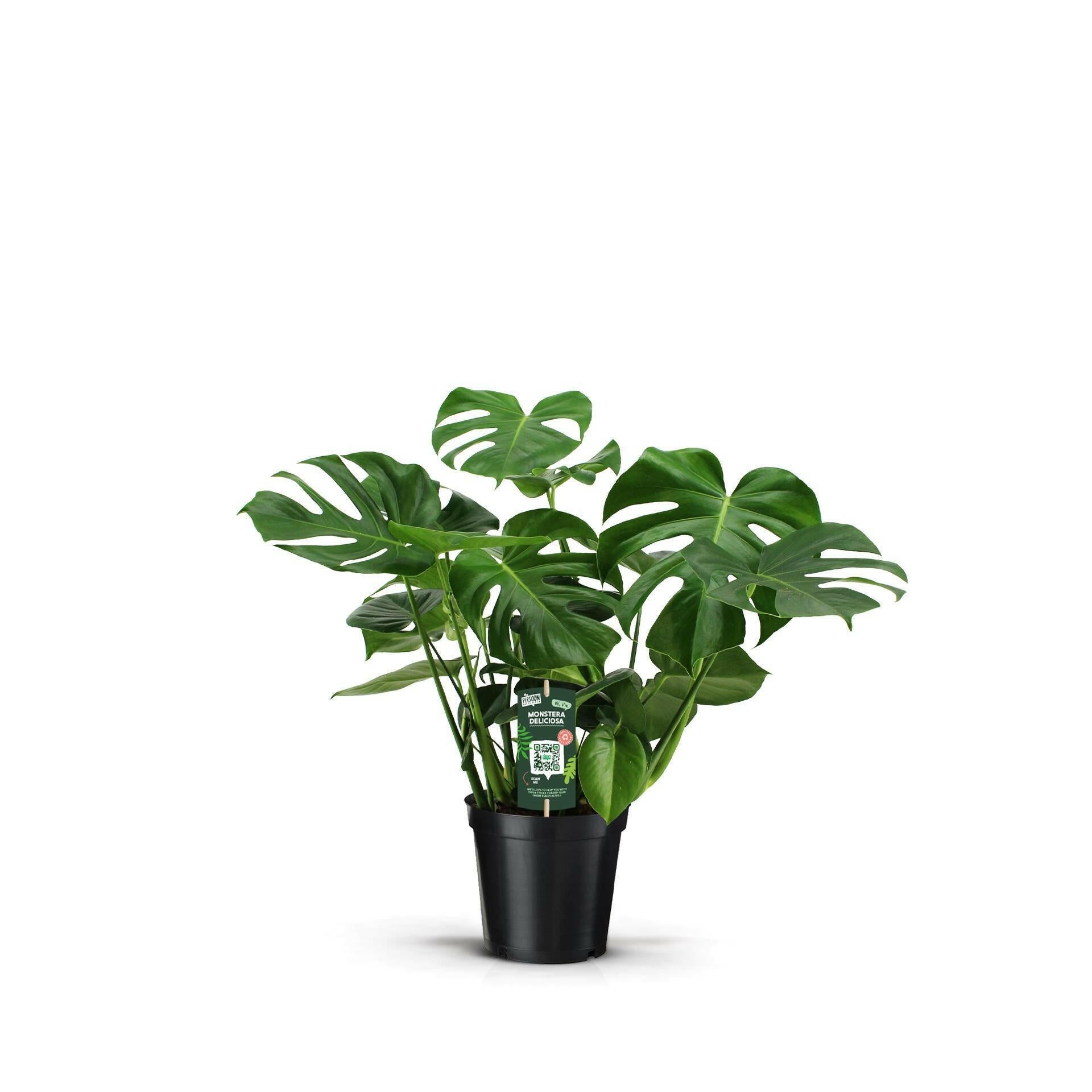 Monstera Deliciosa - Tropische Pracht voor Jouw Interieur - Ø21cm - ↕70cm | Sierplantenshop 