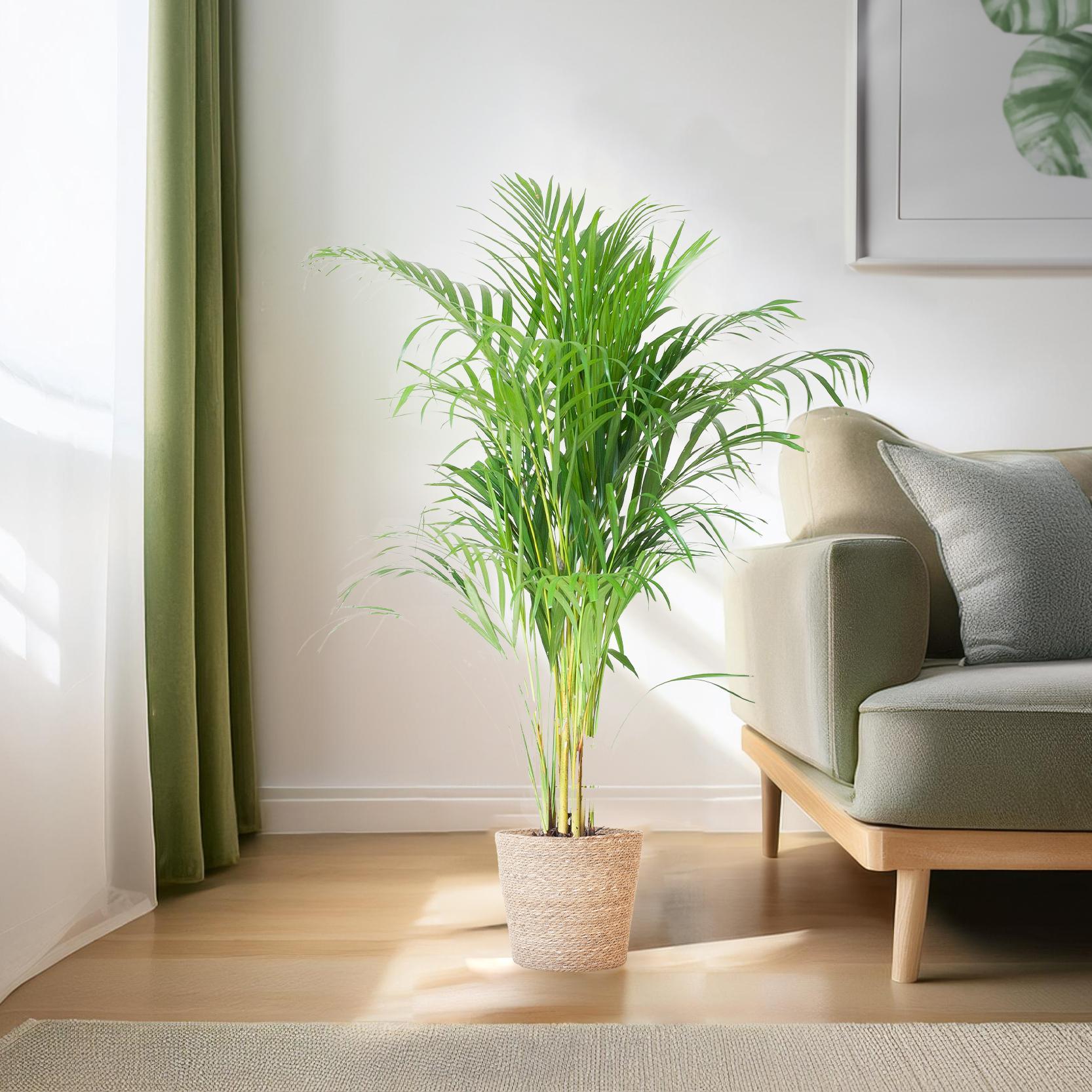 Areca Palm (Dypsis) met Sofia mand naturel - 100cm - Ø21.