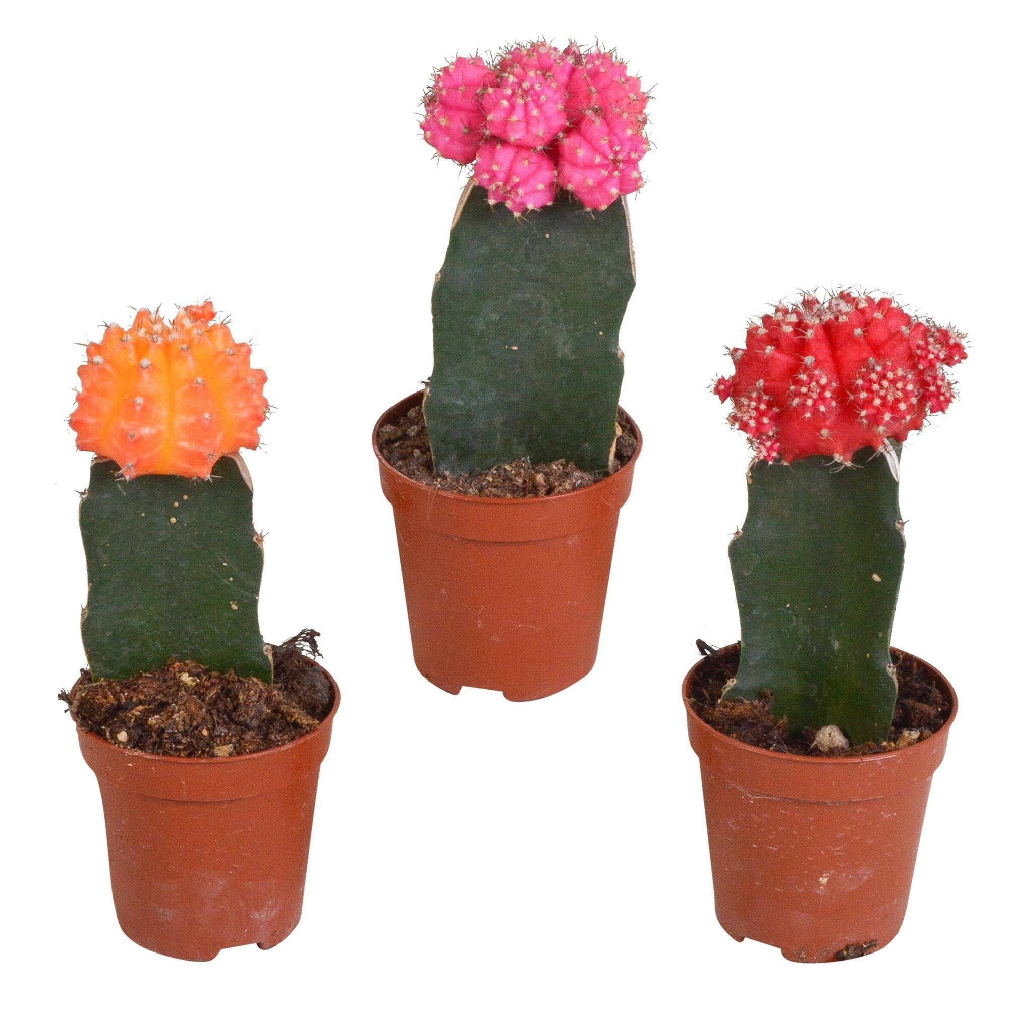 Euphorbia meloformis variegata set - 3x 5,5cm met Gymnocalycium mix Sierplantenshop .