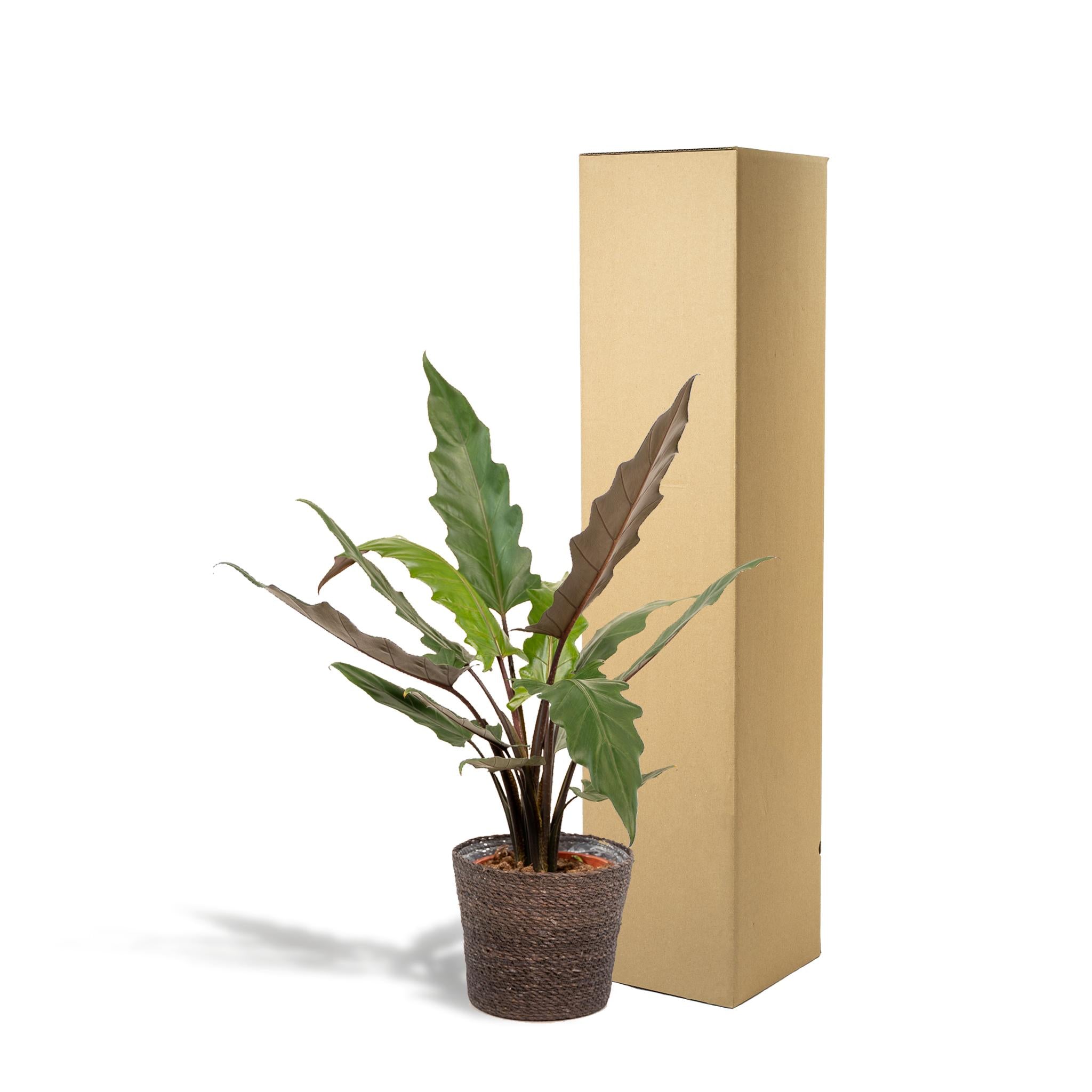 Alocasia Lauterbachiana - Ø19cm - ↕80cmin een mooie Mand I