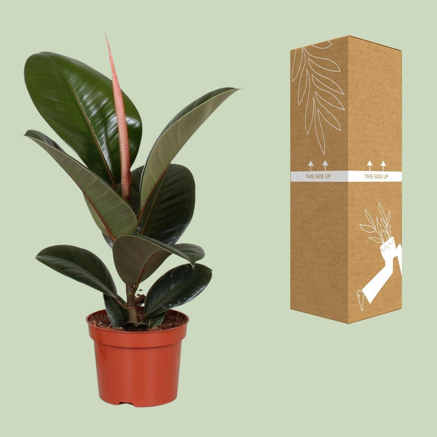 Rubberplant Ficus Elastica Robusta - Ø12cm - ↕35cm | Sierplantenshop 