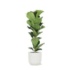 Ficus Lyrata - Ø21cm - ↕90cm  in Vibes WIT pot