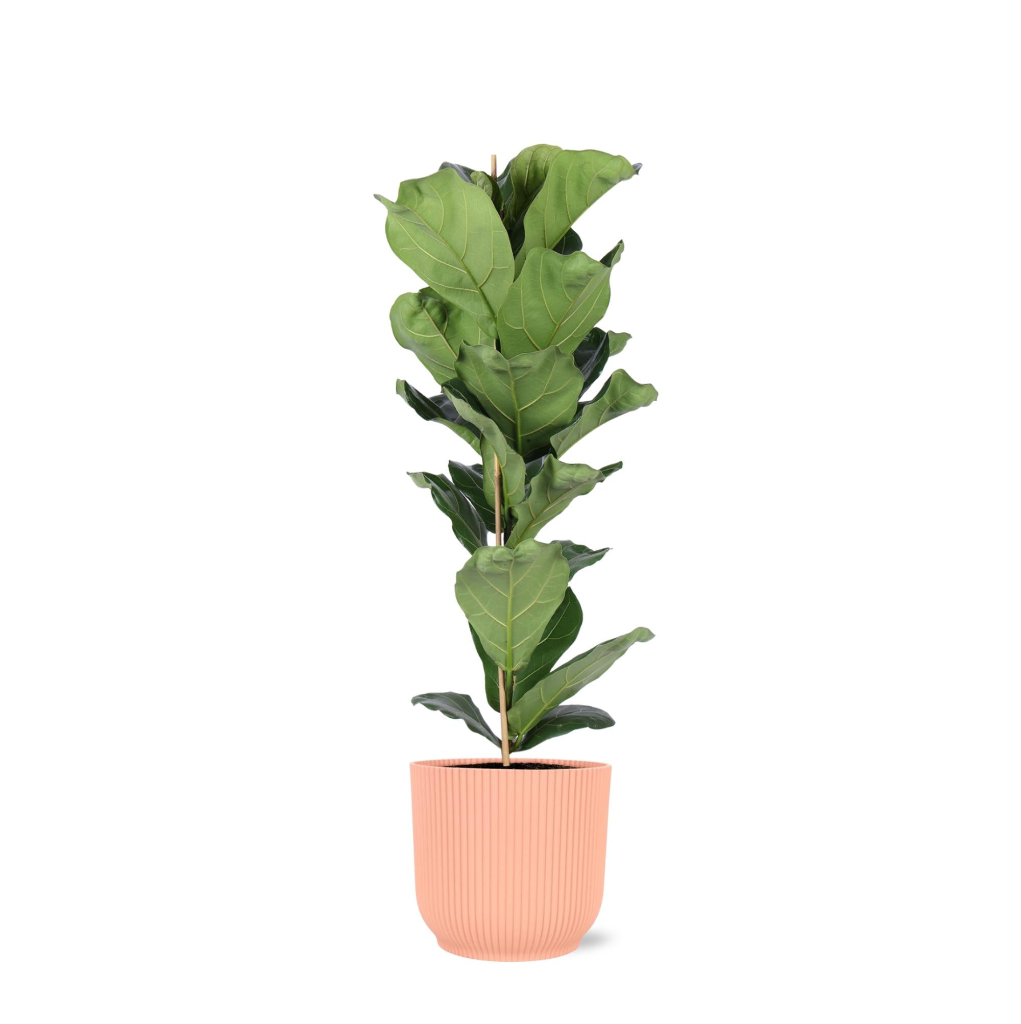 Ficus Lyrata - Ø21cm - ↕90cm F in Vibes ROZE pot