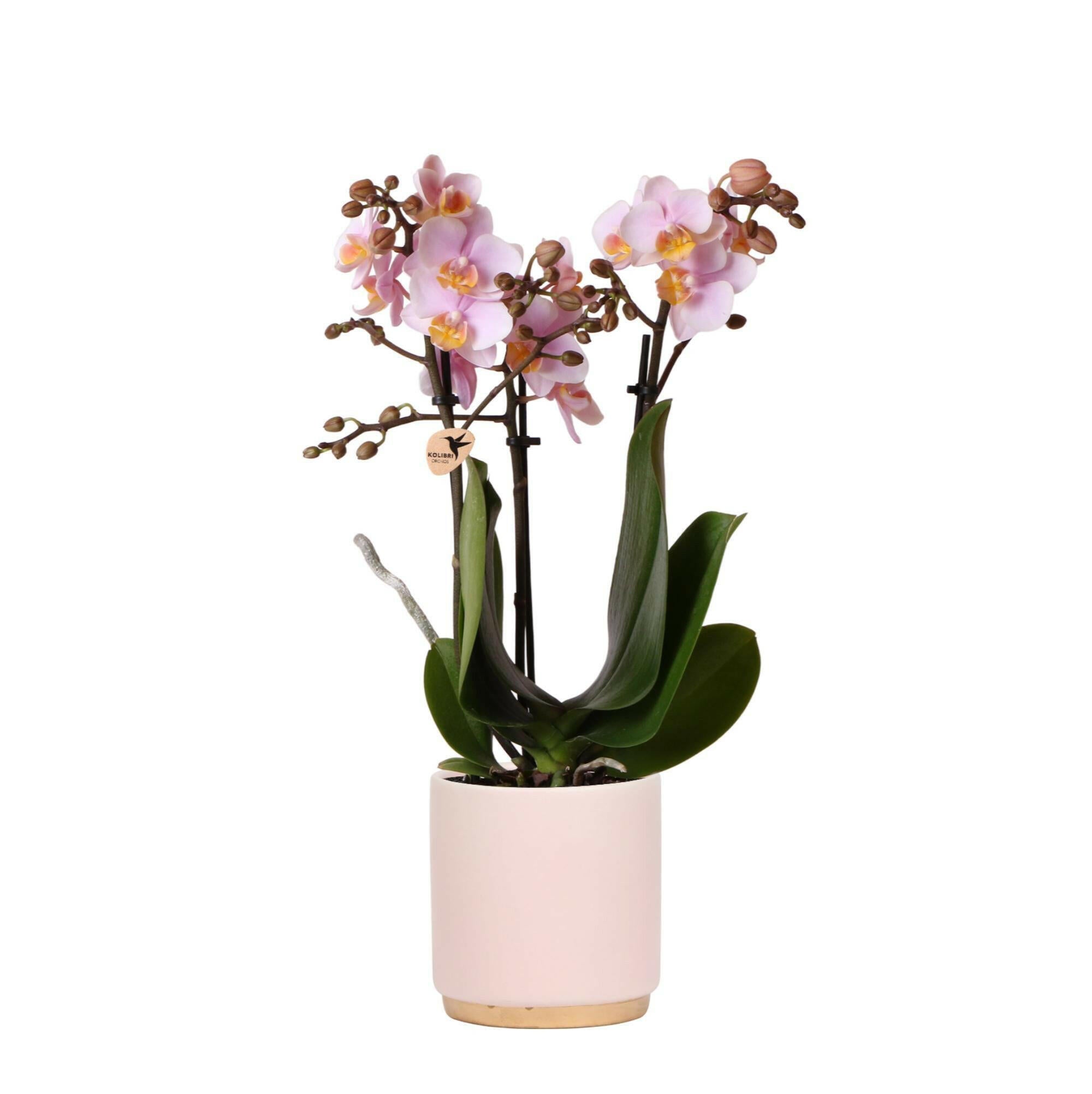 Roze Phalaenopsis Orchidee Andorra in Luxe Gouden Sierpot – Ø9cm -↕35cm  – Vers van de Kweker | Sierplantenshop 