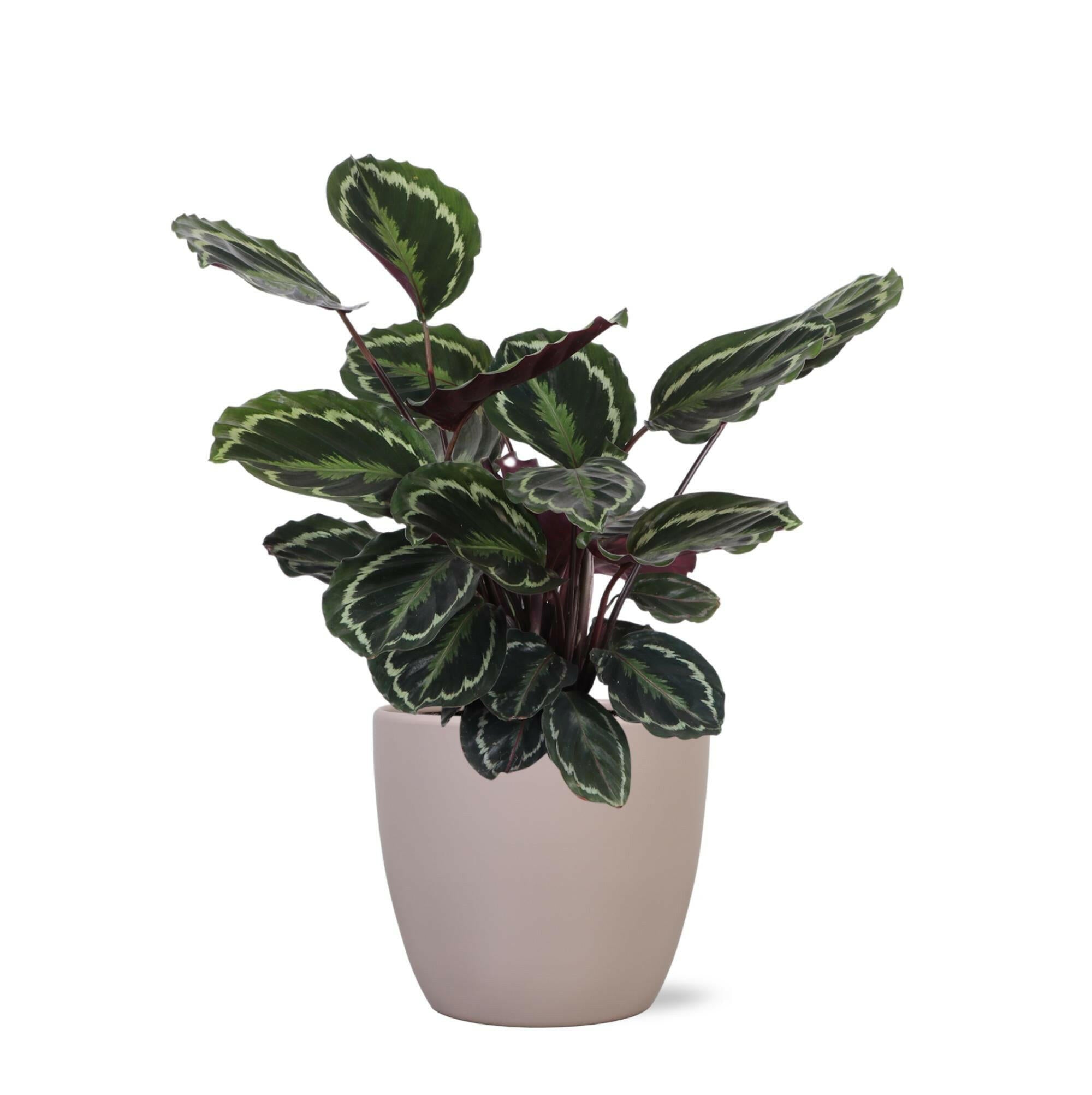 Calathea Medaillon in Taupe Boule Pot - Ø21cm, Hoogte 70cm Sierplantenshop .