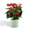 Elegante Anthurium Esudo in PURE Zink - 45cm - Ø12 Sierplantenshop .