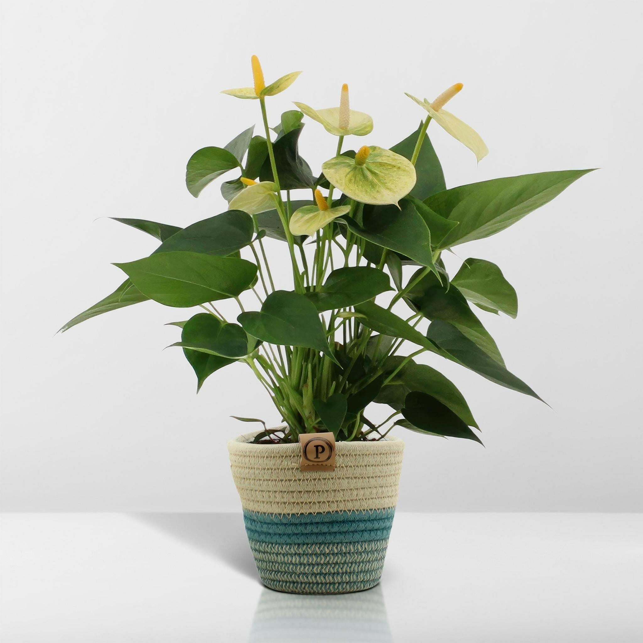 Anthurium Andreanum Vanilla met stijlvolle PURE mand - 45cm - Ø12 Sierplantenshop .