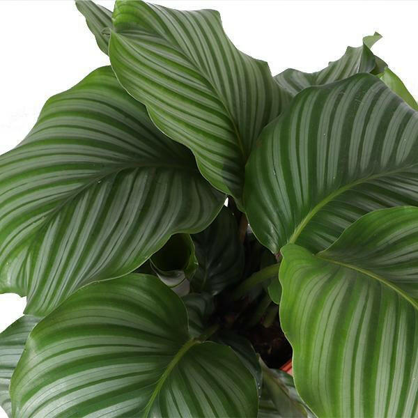 Calathea Orbifolia in Witte Boule Pot - Ø21cm - Hoogte 70cm Sierplantenshop .