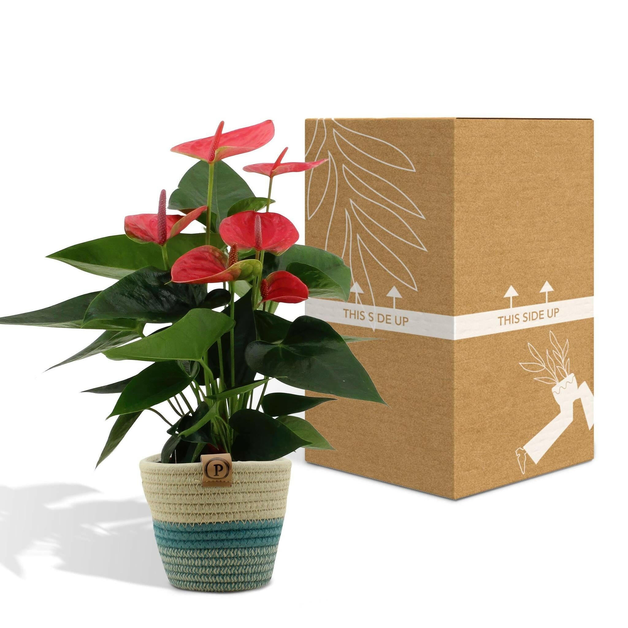 Anthurium Sweet Dream met PURE mand - 45cm - Ø12 Sierplantenshop .