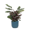 Calathea Makoyana in Vibes BLUE pot - Ø21cm - Hoogte 70cm Sierplantenshop .