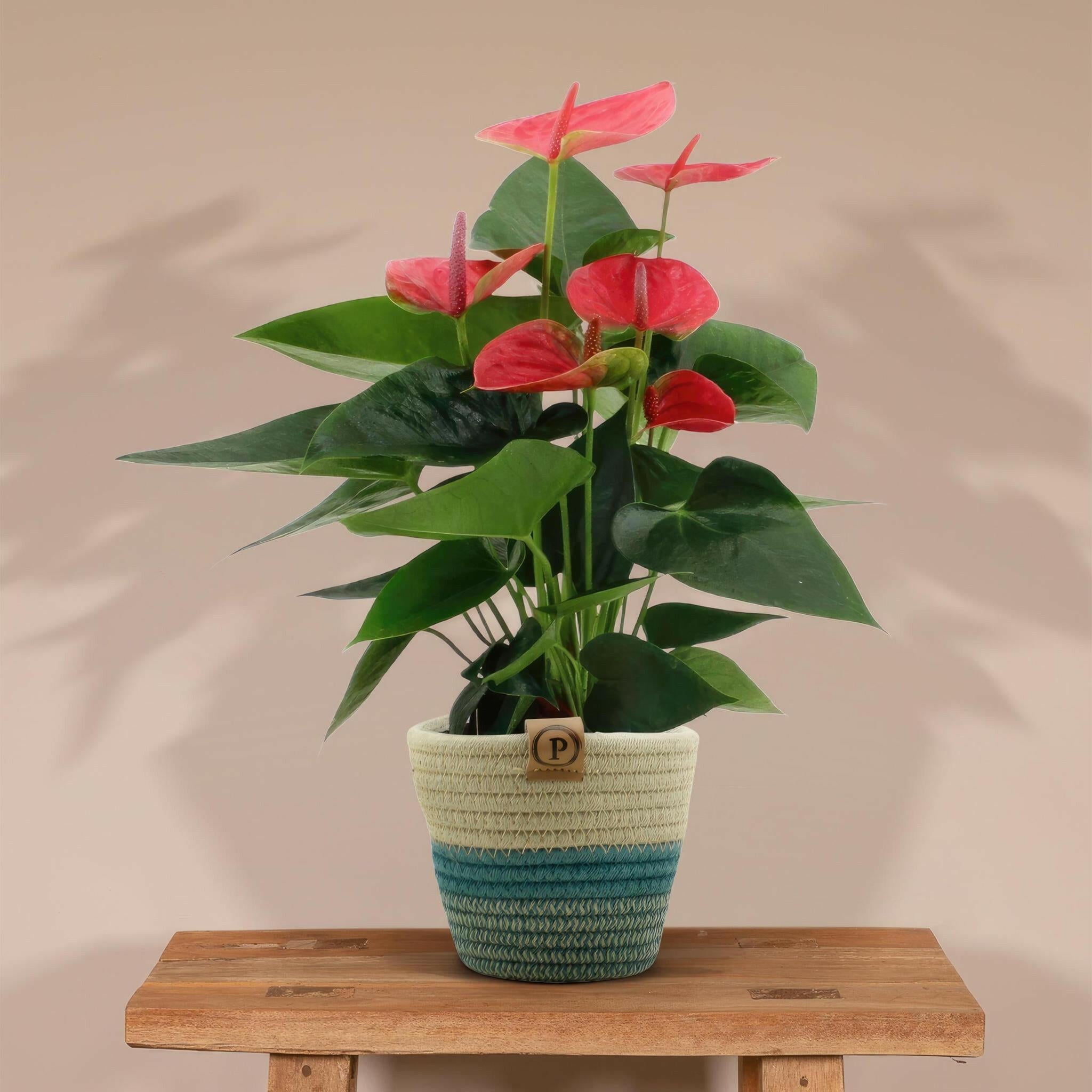 Anthurium Sweet Dream met PURE mand - 45cm - Ø12 Sierplantenshop .