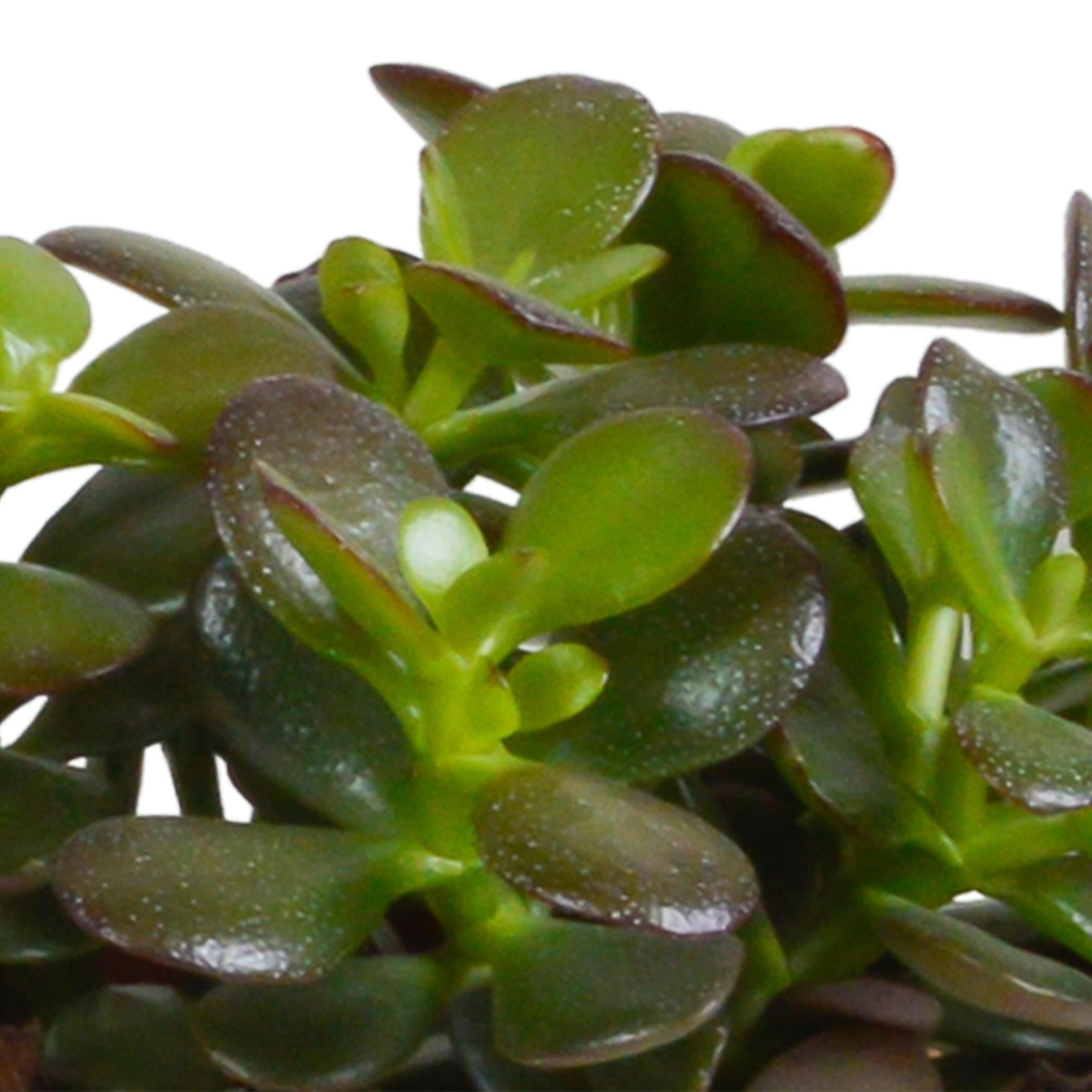 Crassula Plantenmix in Witte Pot - Set van 3 - 10,5 cm Sierplantenshop .