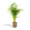Areca palm Areca palm met pot - ↨110cm - Ø21cm