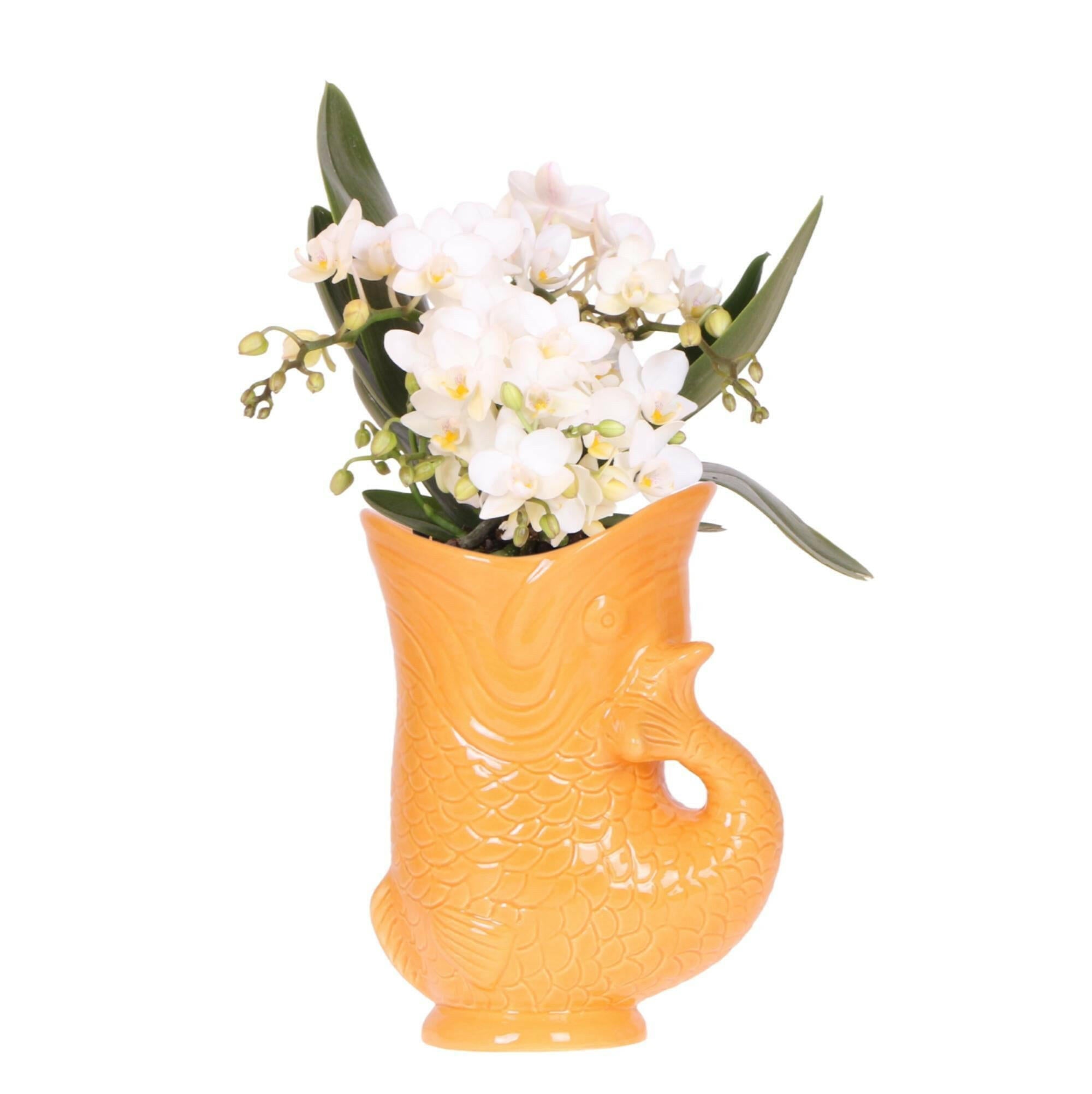 Kolibri Orchidee 'Nazaré' in Oranje Fish Pot Ø9cm | Bloeiende Kamerplant - Vers van de Kweker | Sierplantenshop 