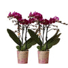 Paarse Phalaenopsis Orchideeën Set van 2 | COMBI DEAL - Morelia -Ø9cm -↕35cm  Bloeiende Kamerplant Rechtstreeks van de Kweker | Sierplantenshop 