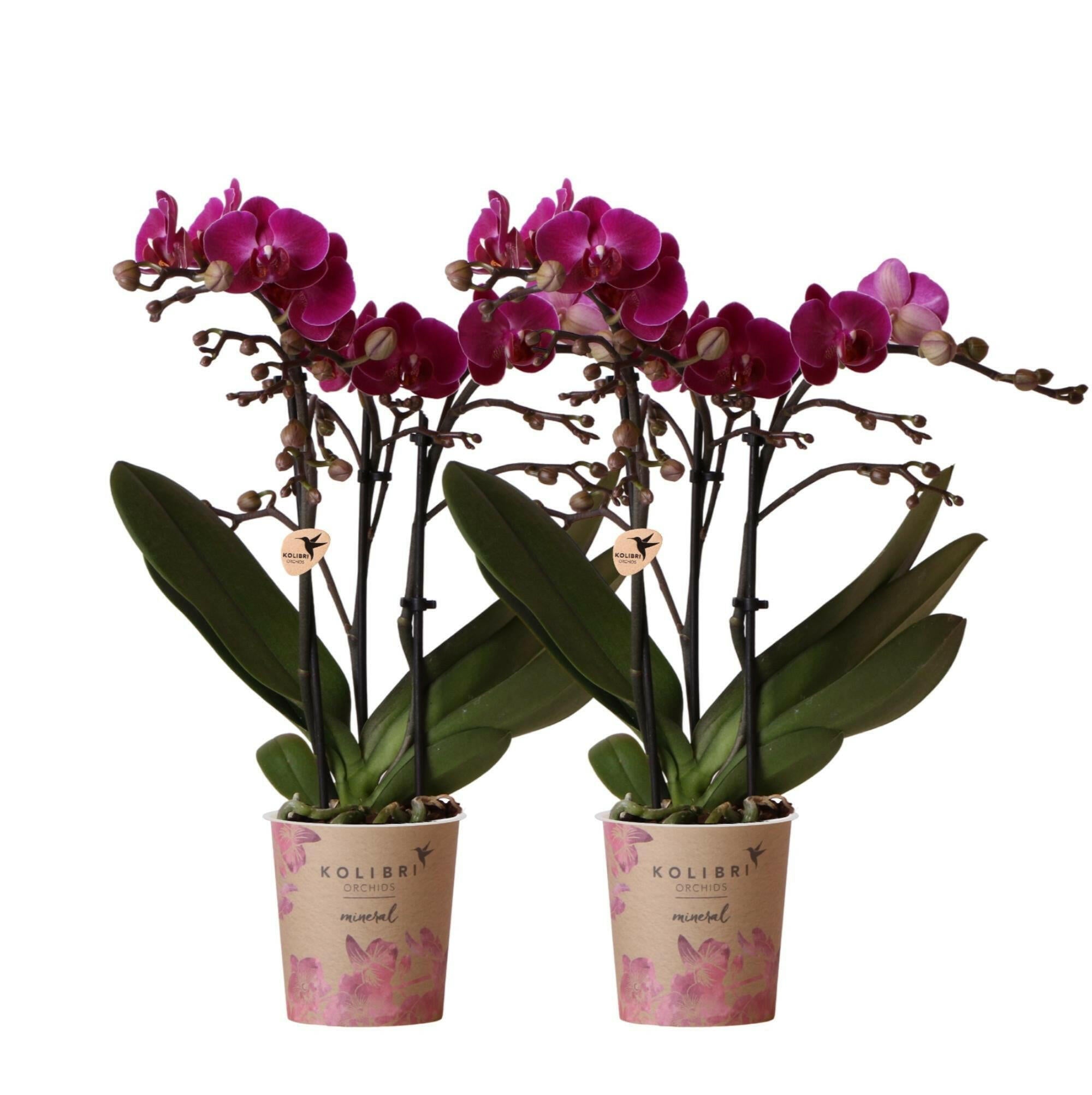 Paarse Phalaenopsis Orchideeën Set van 2 | COMBI DEAL - Morelia -Ø9cm -↕35cm  Bloeiende Kamerplant Rechtstreeks van de Kweker | Sierplantenshop 