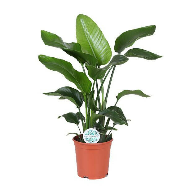 Exotische Strelitzia Nicolai - Ø21cm - Hoogte 80cm Sierplantenshop .