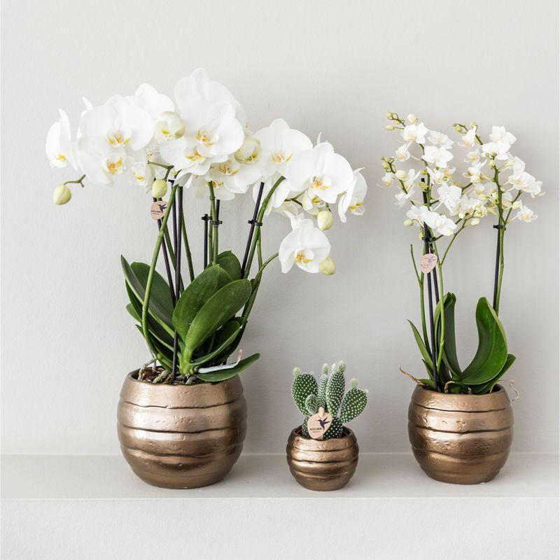 Phalaenopsis Elegante Witte   Orchidee met Succulenten in Keramieken Potten Ø9cm -↕35cm | Sierplantenshop 