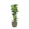 Ficus Lyrata in OLIJF Boule Pot - Ø21cm - ↕90cm | Sierplantenshop 