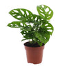 Sierplantenshop - Monstera Gatenplant (Monkey Leaf) - Ø12cm - ↕30cm | Sierplantenshop 