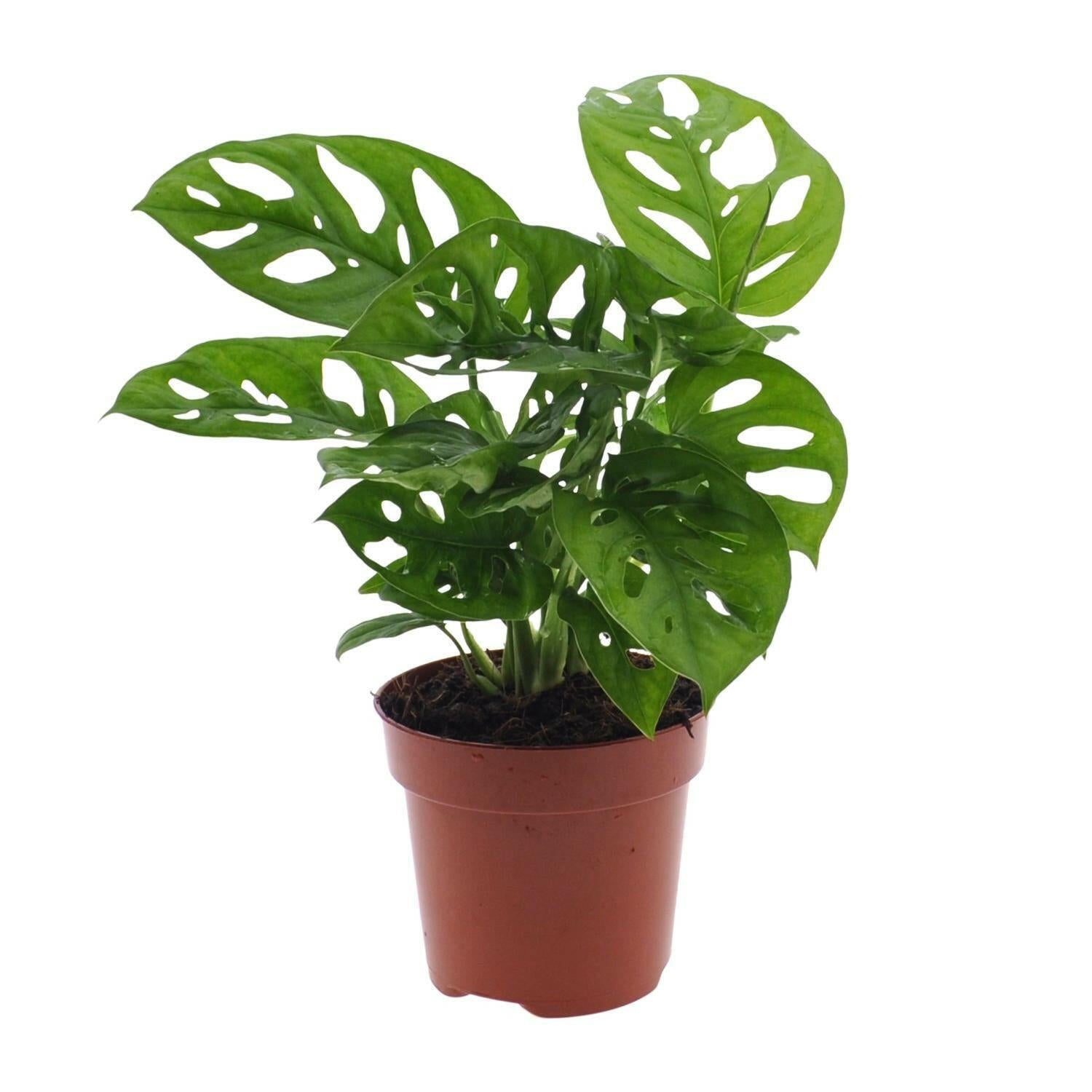 Sierplantenshop - Monstera Gatenplant (Monkey Leaf) - Ø12cm - ↕30cm | Sierplantenshop 