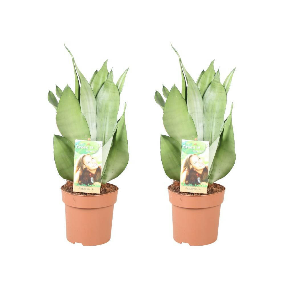 Sansevieria Moonshine - Set van 2 - Hoogte 40-45 cm - Ø14cm Sierplantenshop .