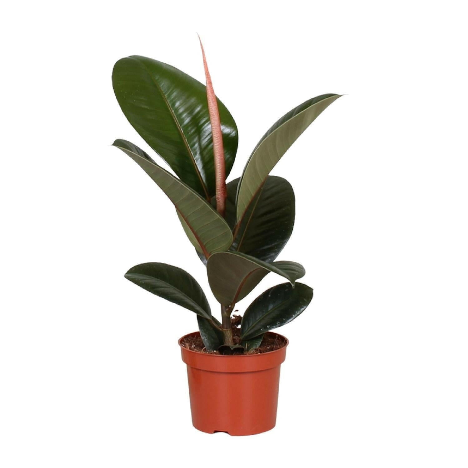 Rubberplant Ficus Elastica Robusta - Ø12cm - ↕35cm | Sierplantenshop 