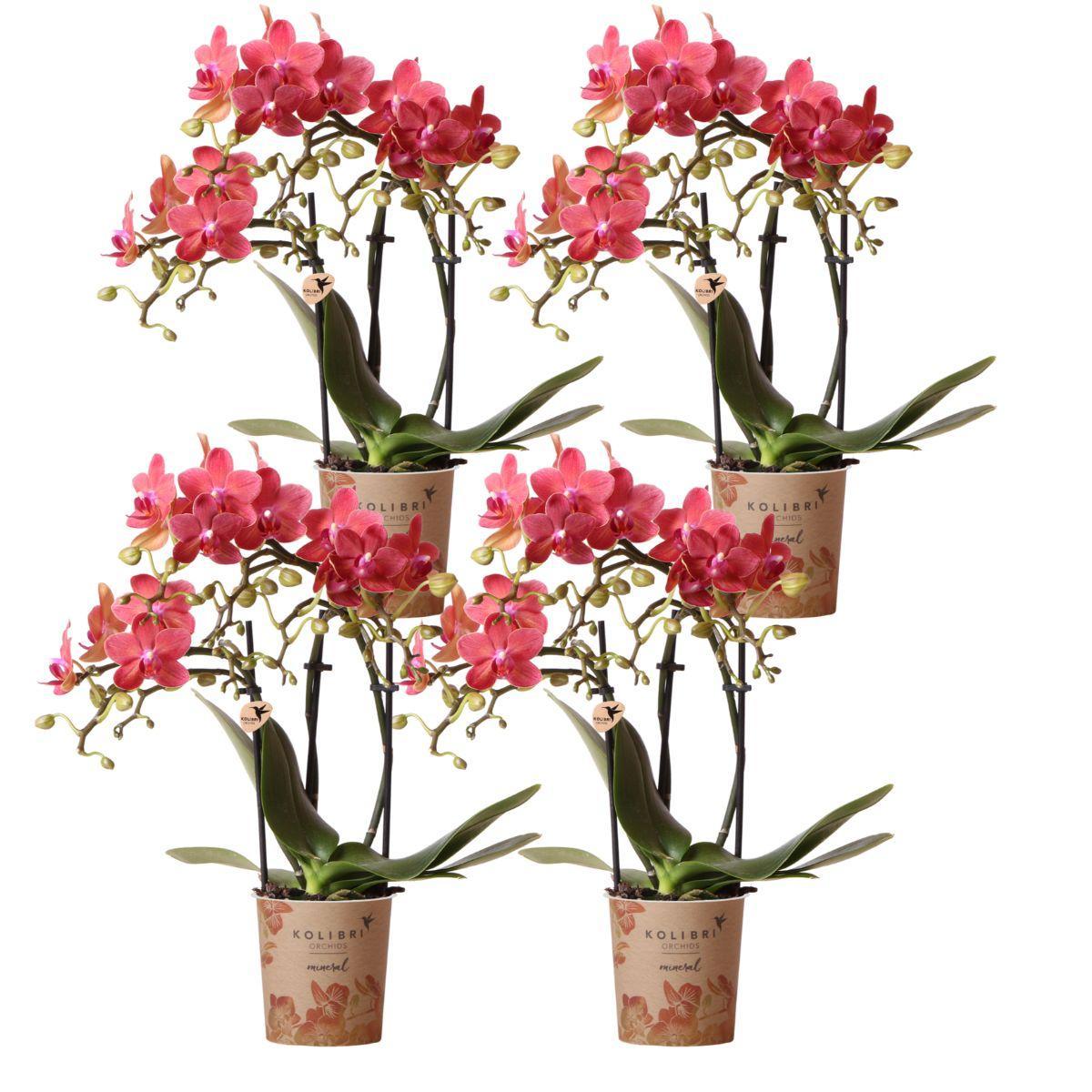 Sierplantenshop - rode Phalaenopsis orchidee - Congo - potmaat Ø9cm