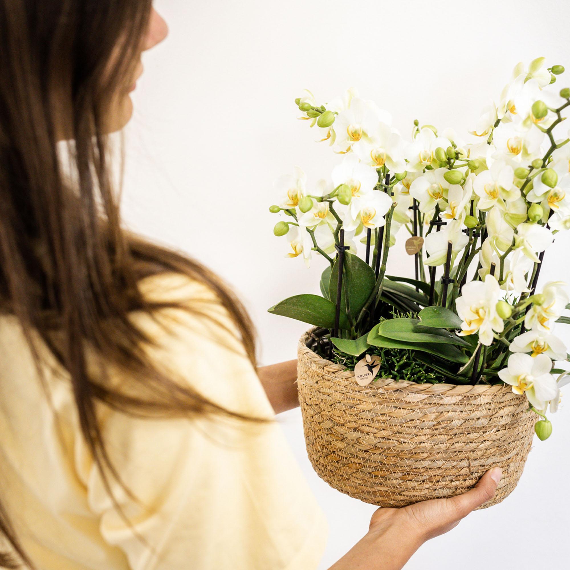 Sierplantenshop - Witte phalaenopsis orchidee - Lausanne - potmaat Ø9cm witte plantenset in Reed Basket incl. waterreservoir | drie witte orchideeën Lausanne 9cm en drie groene planten