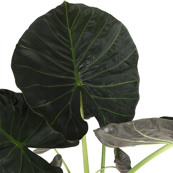 Alocasia Regal Shield Ø24cm - ↕110cm in Boule WIT pot.