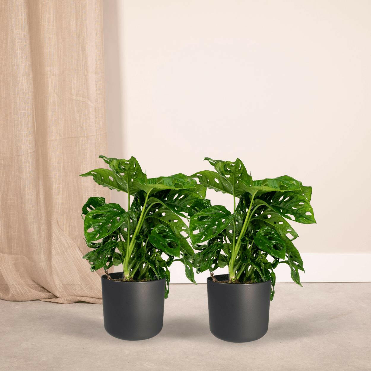 Monstera Monkey Leaf Set - Gatenplant in Pot Ø12cm - Hoogte 30cm (2x) | Sierplantenshop 