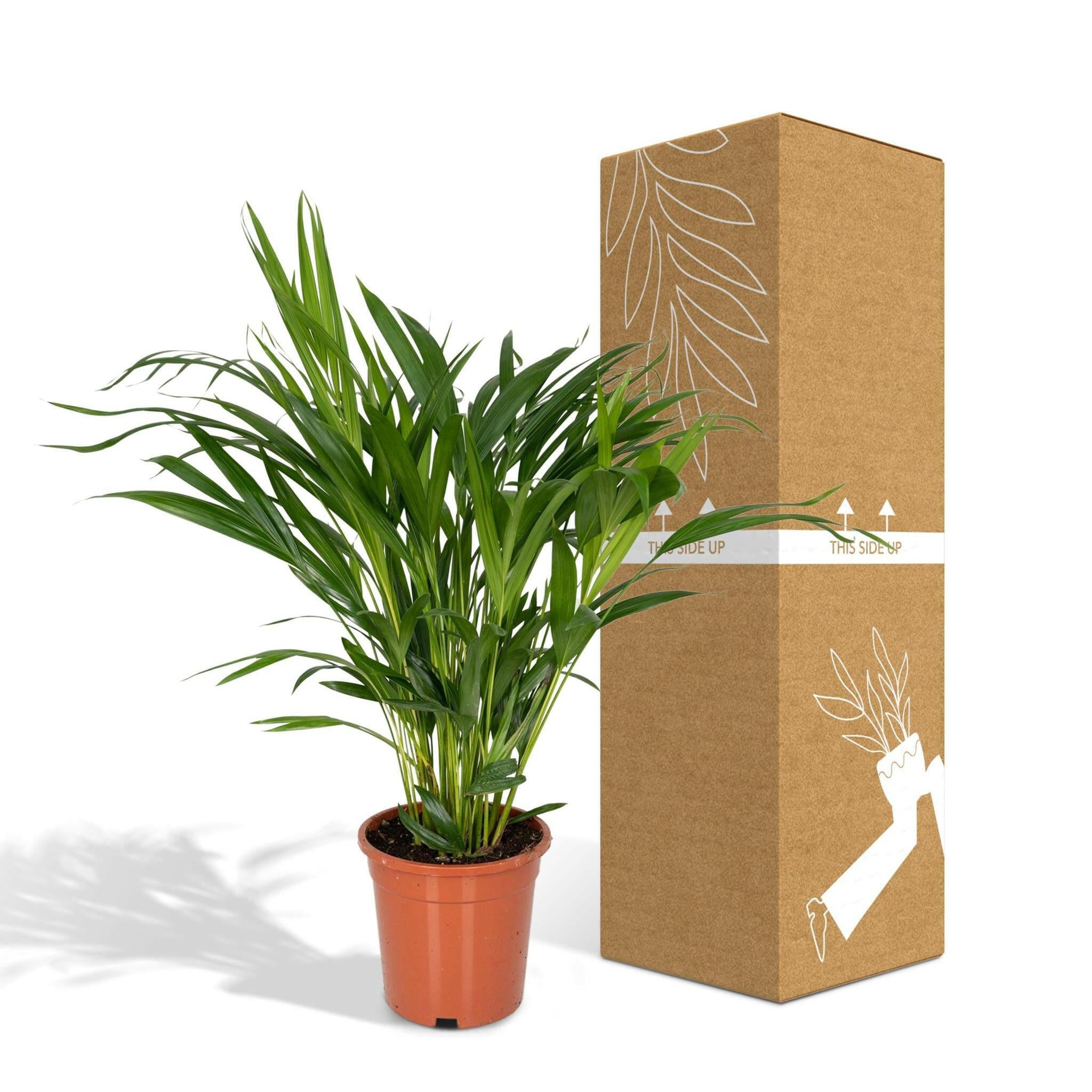 Areca Palm - Ø17 - ↨60cm Sierplantenshop .