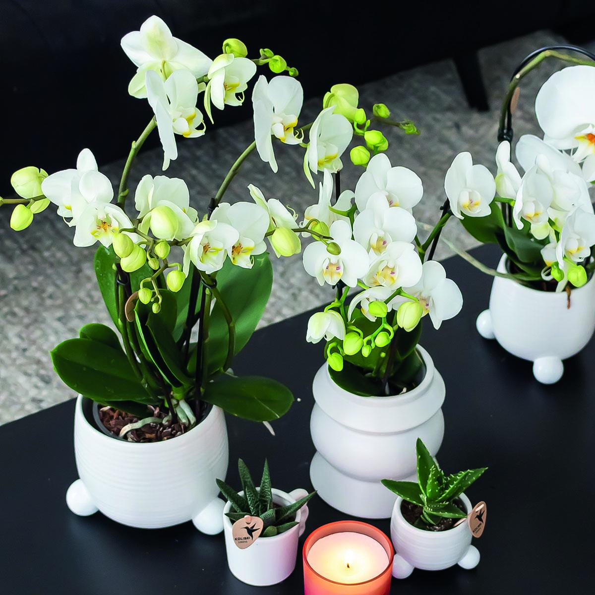 Sierplantenshop - witte Phalaenopsis orchidee -  COMBI DEAL van 2 witte Phalaenopsis orchideeën - Amabilis - potmaat Ø9cm | bloeiende kamerplant - vers van de kweker