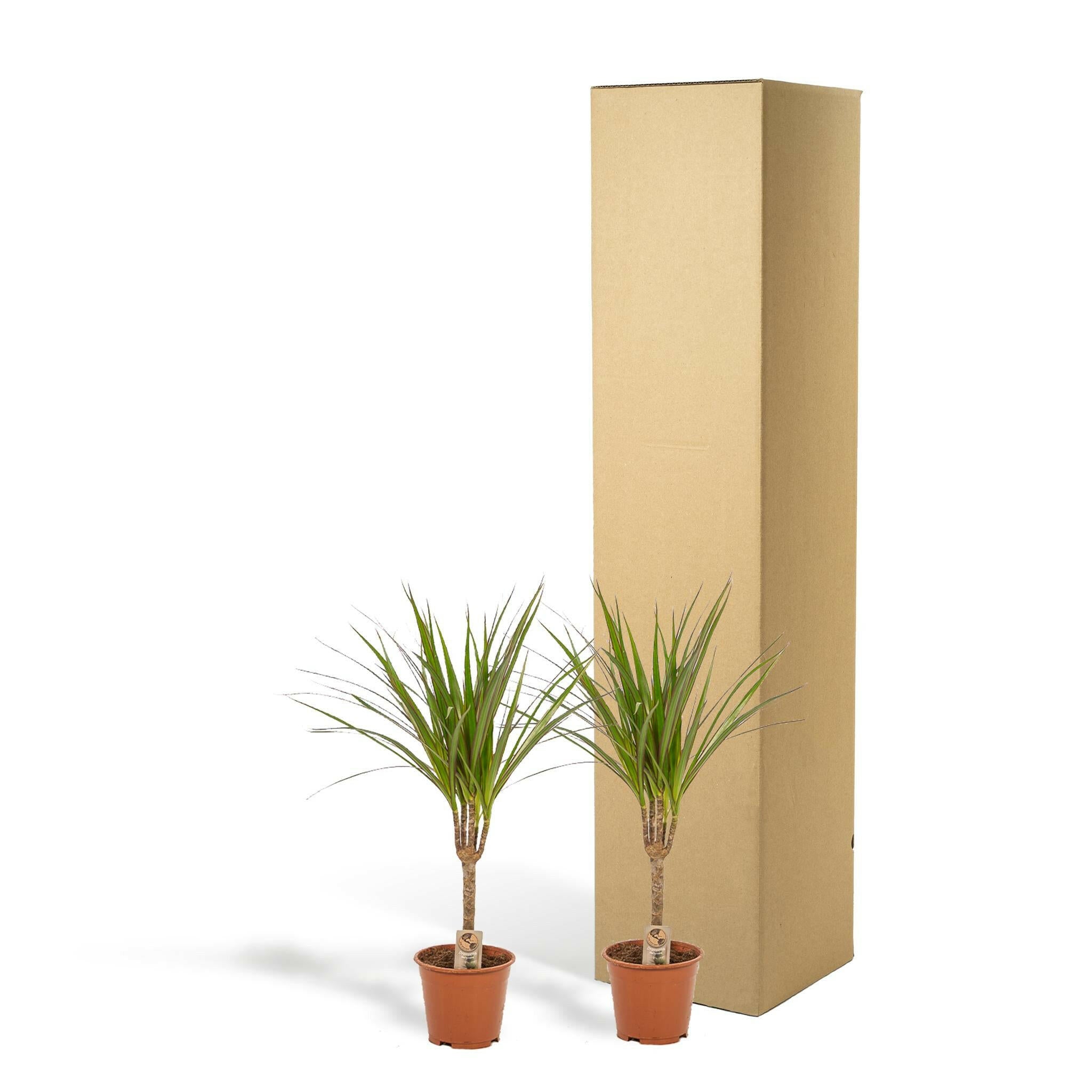 Set van 2 Dracaena Marginata Planten - Hoogte 60cm - Diameter 14cm | Sierplantenshop 