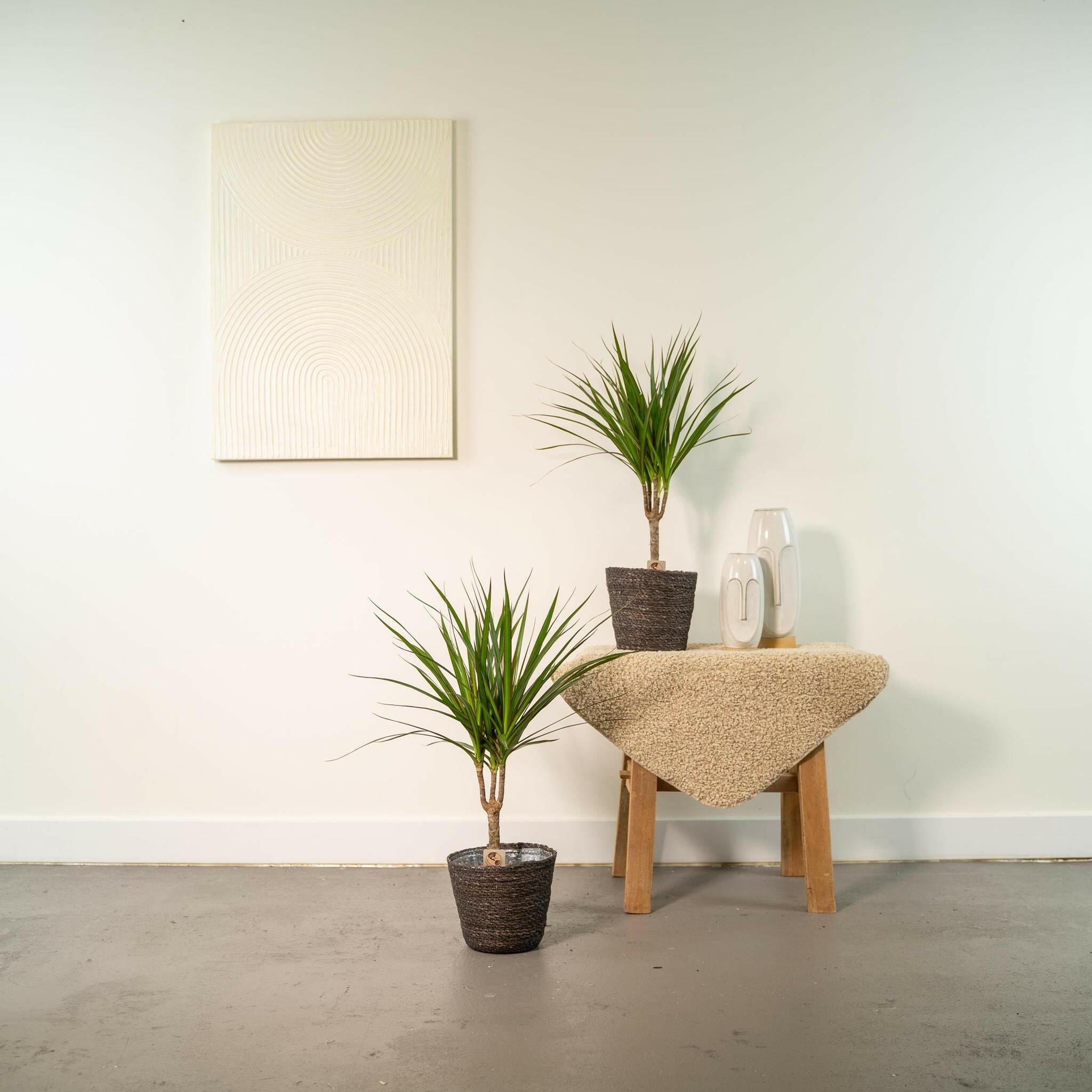 Set van 2 Dracaena Marginata Planten - Hoogte 60cm - Diameter 14cm | Sierplantenshop 