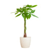 Pachira Aquatica met Viber wit - 80cm - Ø21 | Sierplantenshop 