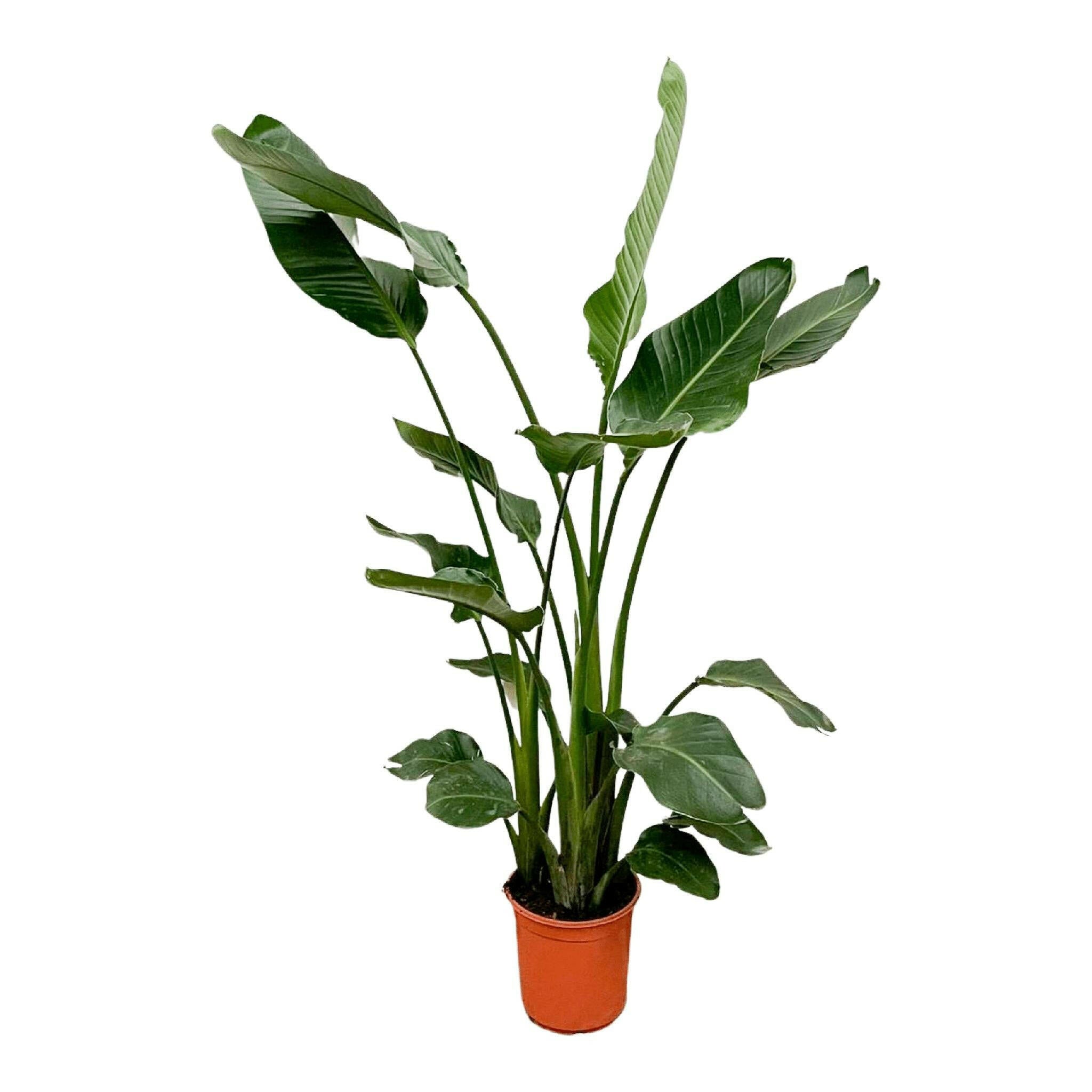 Tropische Strelitzia Nicolai - 160 cm - Ø24 cm Sierplantenshop .