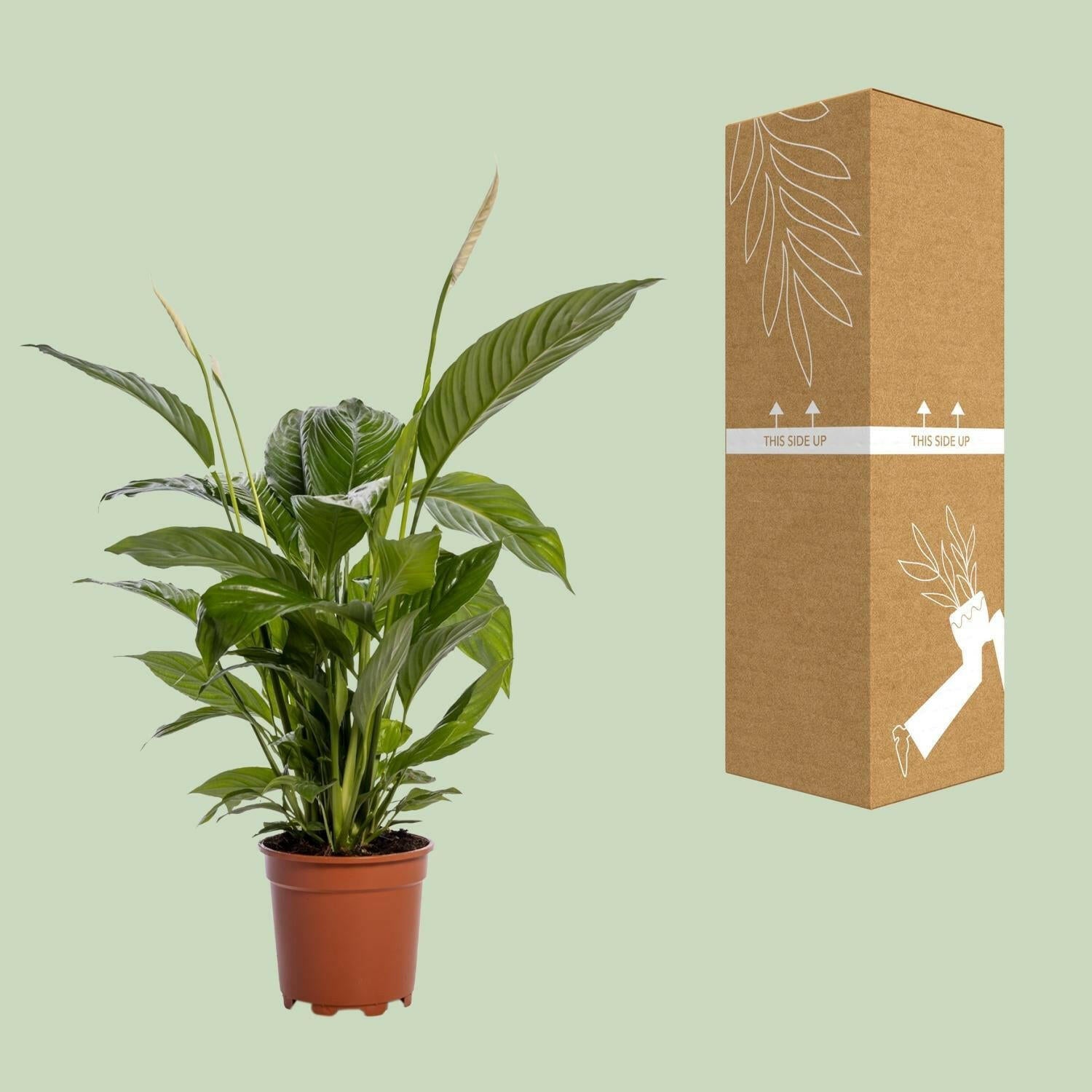 Spathiphyllum Bingo Cupido - Elegante Kamerplant - Ø19cm - Hoogte 80cm Sierplantenshop .